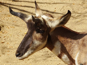 Смотреть фото Вилорог Фото Вилорог