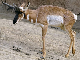 Смотреть фото Вилорог Фото Вилорог