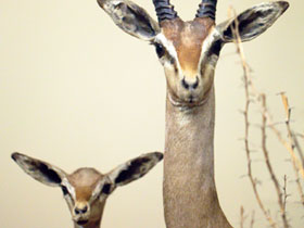 Фото Дибатаг