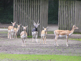 Фото Самые рогатые животные