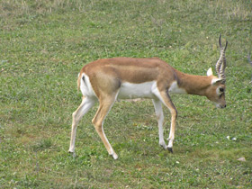 Смотреть фото Гарна Фото Гарна