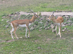 Смотреть фото Гарна Фото Гарна
