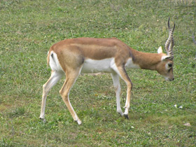 Смотреть фото Гарна Фото Гарна