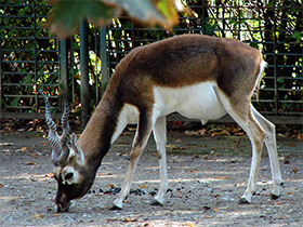 Смотреть фото Гарна Фото Гарна