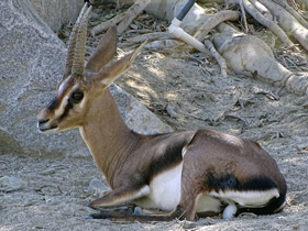 Фото Газель Кювье
