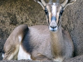 Фото Газель Кювье