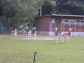 Фото Мхоррская газель
