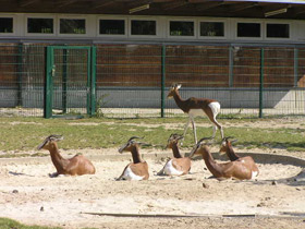 Фото Мхоррская газель