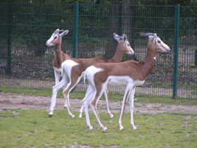 Фото Мхоррская газель