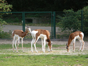 Фото Мхоррская газель