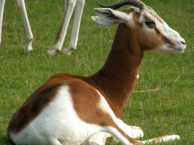 Фото Мхоррская газель