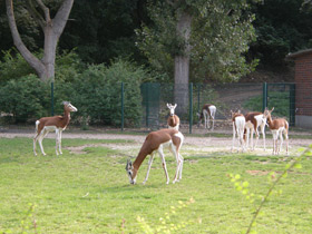 Фото Мхоррская газель