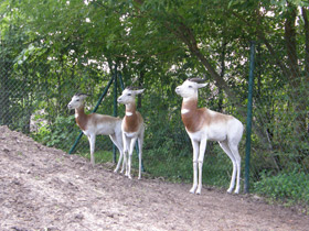 Смотреть фото Газель-дама Фото Газель-дама