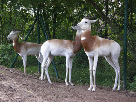 Смотреть фото Газель-дама Фото Газель-дама