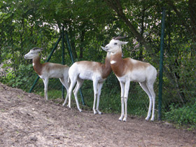 Смотреть фото Газель-дама Фото Газель-дама