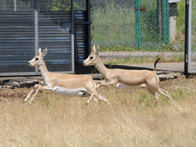Смотреть фото Газель Гранта Фото Газель Гранта