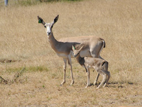 Газель Гранта