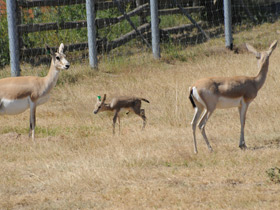 Смотреть фото Газель Гранта Фото Газель Гранта
