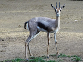 Фото Газель Спика