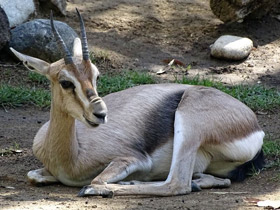 Фото Газель Спика