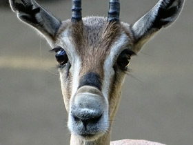 Фото Газель Спика