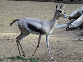 Фото Газель Спика