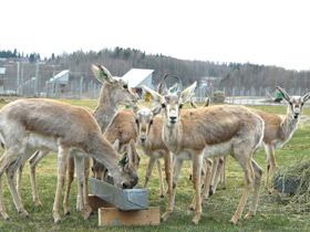 Смотреть фото Джейран Фото Джейран