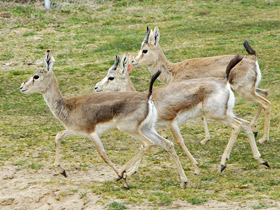 Смотреть фото Джейран Фото Джейран