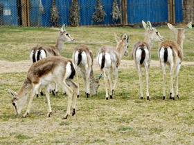 Смотреть фото Джейран Фото Джейран