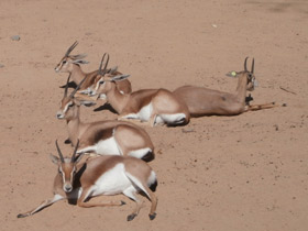 Смотреть фото Газель-доркас Фото Газель-доркас
