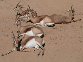 Смотреть фото Газель-доркас Фото Газель-доркас