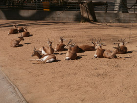 Смотреть фото Газель-доркас Фото Газель-доркас