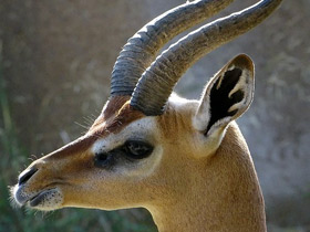 Смотреть фото Геренук Фото Геренук