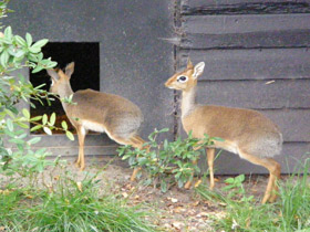 Смотреть фото Обыкновенный дикдик Фото Обыкновенный дикдик