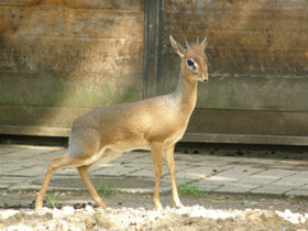 Смотреть фото Обыкновенный дикдик Фото Обыкновенный дикдик