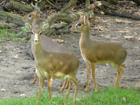 Смотреть фото Обыкновенный дикдик Фото Обыкновенный дикдик