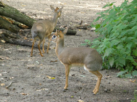 Смотреть фото Обыкновенный дикдик Фото Обыкновенный дикдик