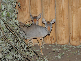 Смотреть фото Горный дик–дик Фото Горный дик–дик