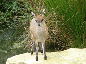 Смотреть фото Антилопа-прыгун Фото Антилопа-прыгун