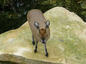 Смотреть фото Антилопа-прыгун Фото Антилопа-прыгун