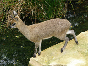 Смотреть фото Антилопа-прыгун Фото Антилопа-прыгун