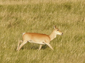 Смотреть фото Дзерен Фото Дзерен