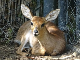 Смотреть фото Обыкновенный стенбок Фото Обыкновенный стенбок