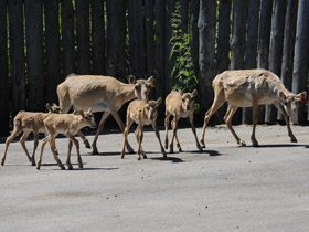 Фото Сайгак
