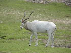 Смотреть фото Аддакс Фото Аддакс