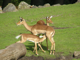 Смотреть фото Импала Фото Импала