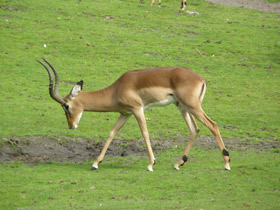 Импала Импала