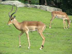 Смотреть фото Импала Фото Импала