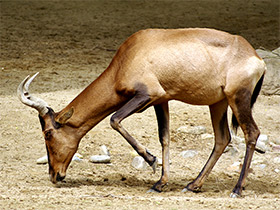Смотреть фото Каама Фото Каама