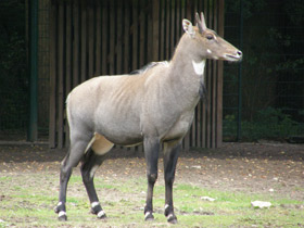 Фото Нильгау